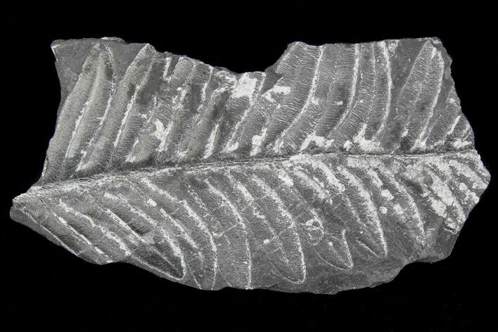 Wide Fossil Seed Fern Plate - Pennsylvania #73150